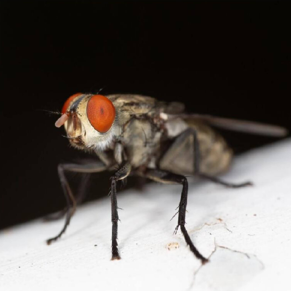 Eliminar manchas de insectos de un estor