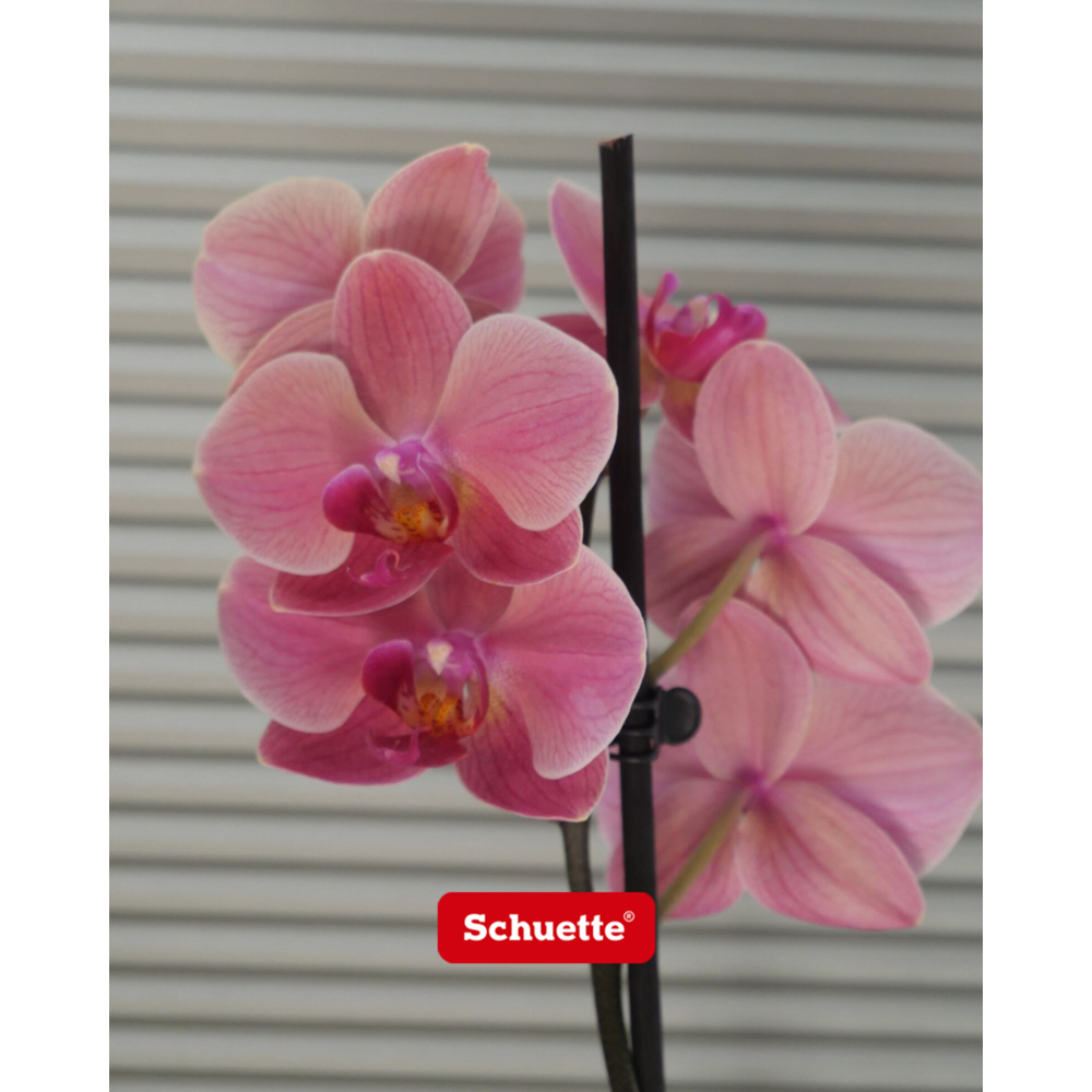 Store sur mesure pas cher