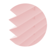 Powdered Rose (Rosa)